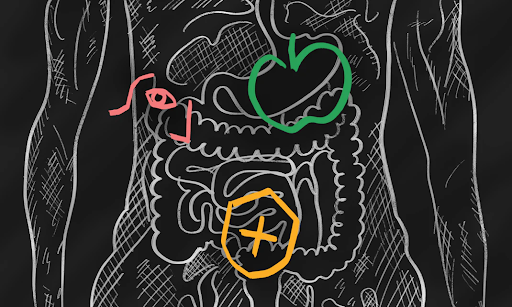 Gut Health: The Unsung Hero of Wellness and How to Support It